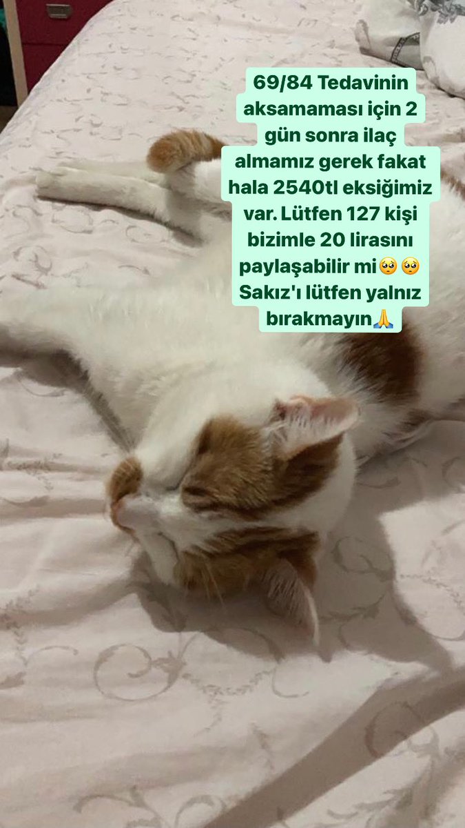 SakFip's tweet photo. Lütfen patimizden tutun🥺  #fıp #FIP闘病中 #FIP #cat #CatsOfTwitter #Cat #bağış #animal #hayvan #HAYVANHAKLARIYASASIHEMEN https://t.co/b0FsfOZWt3
