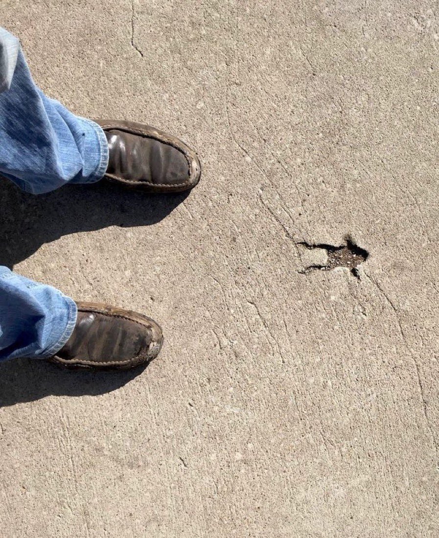 No Context Frogs tweet media