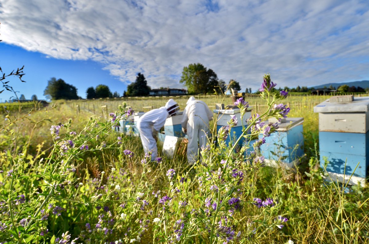 WineGrowersBC's tweet photo. *Member Alert* Our May Campaign BEE-tween-the-Vines has launched! Join us in getting a sustainability and quality #BCWine message out there.  Post your #BeeBC pics or take advantage of our digital assets available. Download: https://t.co/4HVBeMcINp #BCWineLife https://t.co/kPIU4gQg4U