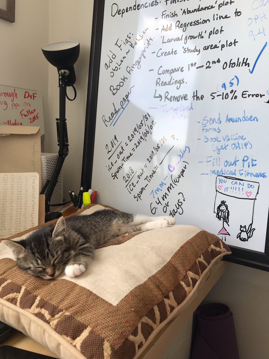 Jordan Sutton (@jordan_biology) on Twitter photo Any tips on how to proceed when a co-author starts slacking? These growth curves won’t plot themselves, Tina! 🐈 (P.S. meet my new cat Tina) @MEOPAR_NCE <a href="/marineinstitute/">Marine Institute, Memorial University</a> #CatsOfTwitter #youcandoit #gradschool #thegrind Any tips on how to proceed when a co-author starts slacking? These growth curves won’t plot themselves, Tina! 🐈 (P.S. meet my new cat Tina) @MEOPAR_NCE <a href="/marineinstitute/">Marine Institute, Memorial University</a> #CatsOfTwitter #youcandoit #gradschool #thegrind