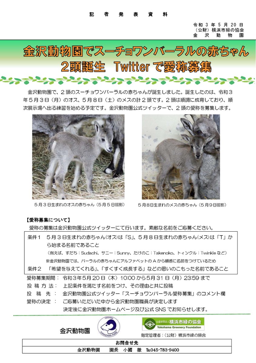 横浜市立金沢動物園 公式 5月3日生まれ の スーチョワンバーラル のオスの赤ちゃん 誕生当日の授乳映像 と その翌日の背中に乗りたいこどもと動じない母親映像 を公開します 今日も展示場で走り回っていました 愛称の募集は5 31まで