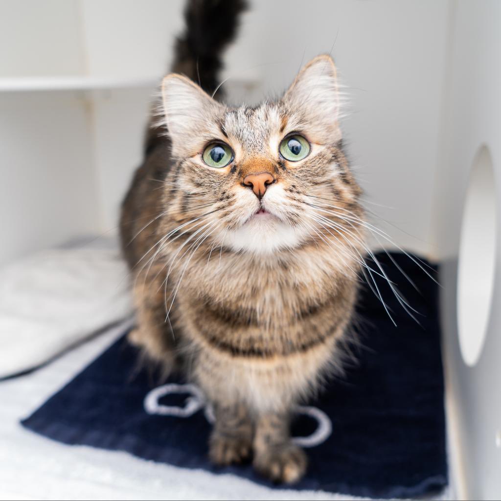 Esmeralda and Luciana are two absolutely stunning sisters looking for a home TOGETHER! 💕 These long-haired beauties are just 2-years-old and both are absolute dolls! Contact Animal Haven if you'd like to adopt this purrrrfect pair! 😻😻