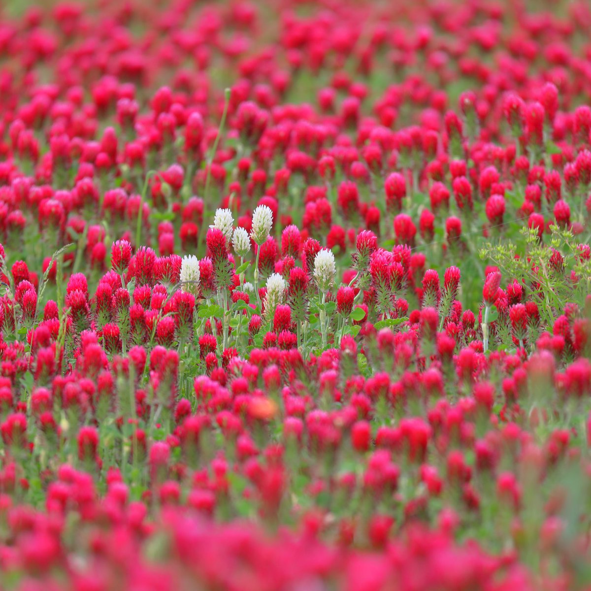 たけし クリムゾンクローバー畑 ベニバナツメクサ 紅花詰草 は マメ科の多年草 ストロベリーキャンドル ストロベリートーチ ベニバナツメグサ クリムソンクローバーなど別名 クリムゾンクローバーの花畑 ベニバナツメグサ たけし クリムゾンクローバー畑 ベニバナツメクサ 紅花詰草 は マメ科の多年草 ストロベリーキャンドル ストロベリートーチ ベニバナツメグサ クリムソンクローバーなど別名 クリムゾンクローバーの花畑 ベニバナツメグサ