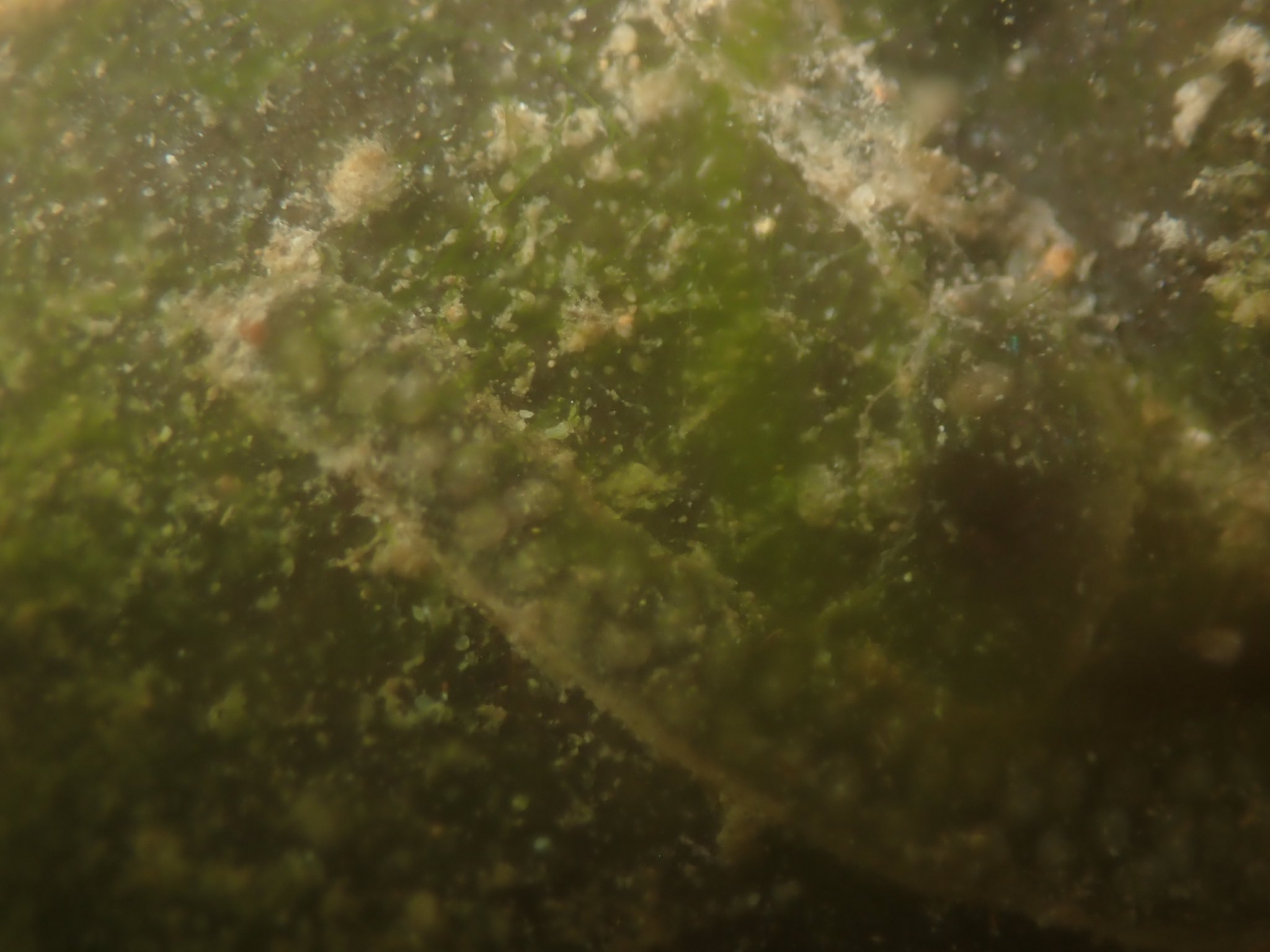 まふゆのうじ こっちはモノアラガイ科orサカマキガイ科の卵 1枚目はサカマキガイ でもありえる形だが2枚目のような細長くてゼリーの少ない卵はサカマキガイではなさそう ヒメやコシダカももう少しボリュームがあるはずなのでradixかハブタエっぽい 白濁