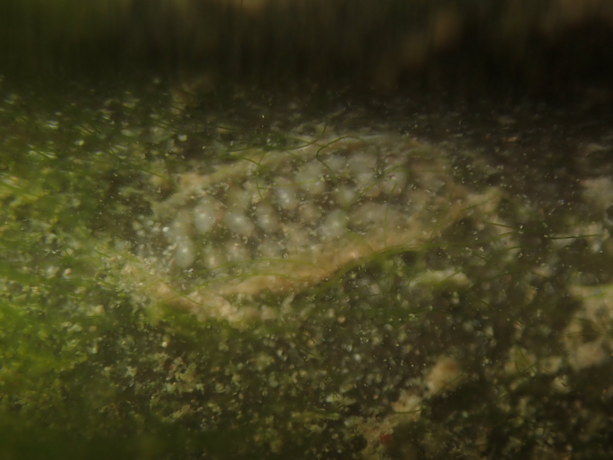 まふゆのうじ こっちはモノアラガイ科orサカマキガイ科の卵 1枚目はサカマキガイ でもありえる形だが2枚目のような細長くてゼリーの少ない卵はサカマキガイではなさそう ヒメやコシダカももう少しボリュームがあるはずなのでradixかハブタエっぽい 白濁