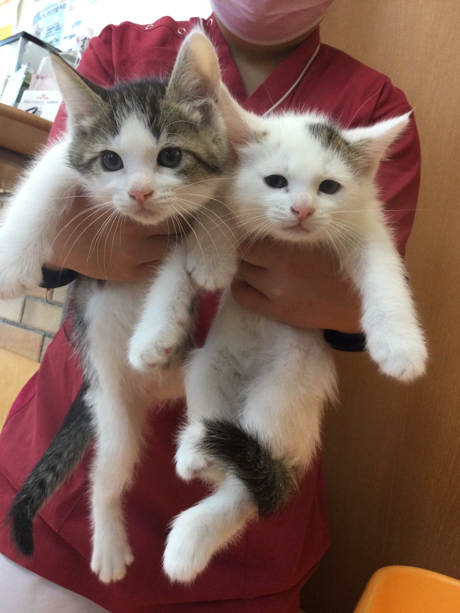 タグ 猫 の注目ツイート 51ページ目 メガとんトラック