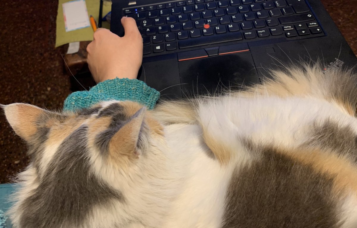 Pudu_28's tweet photo. No estudien pedagogía, o van a terminar como yo, trabajando hasta tarde por un sueldo de mierda y solo con un gato como guatero porque el gas está muy caro y la estufa muy mala. https://t.co/9dGPdnfYua
