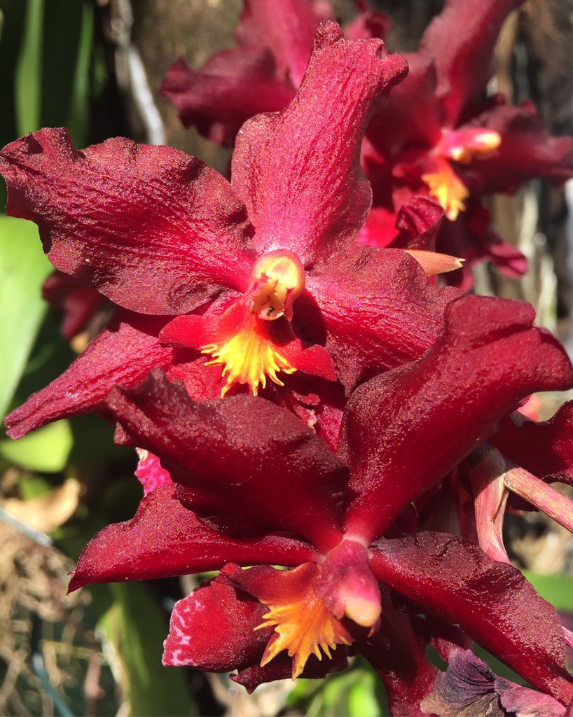 Orquídea.
#orquídeas #orchids #flores #instaflowers #flowersoftheday #flowerstagram #flowerlovers #garden #instagarden #gardening #gardenlovers #floral #QuemPlantaSeusMalesEspanta