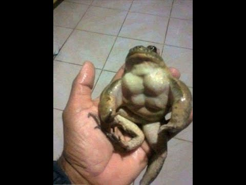 The_Real_Frogge's tweet photo. he https://t.co/yLfhd3Rnj7