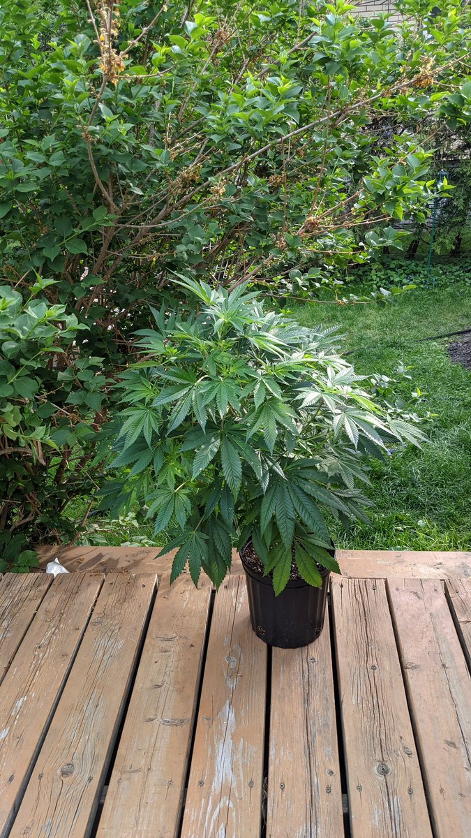 The only one with out a scorching sunburn ☀️ sweet sweet delahaze 🌱
#cannabis