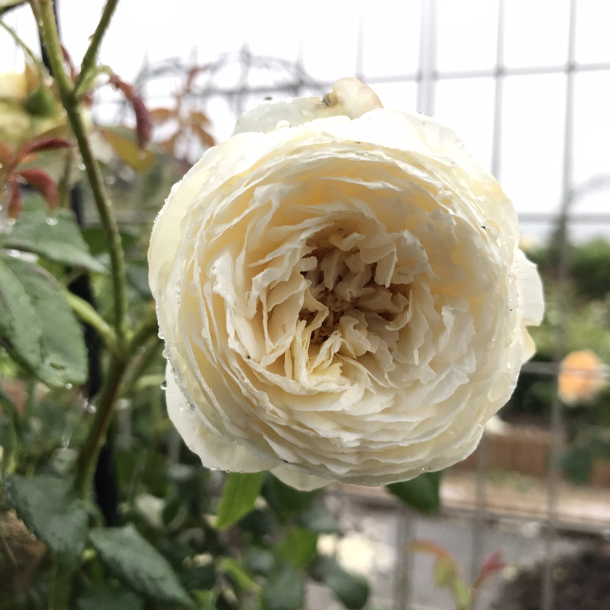 ゴロニャン 今朝の庭から クレア オースチン プリティ ジェシカ バラ イングリッシュローズ クレアオースチン プリティジェシカ T Co Nkkjbefufx Twitter