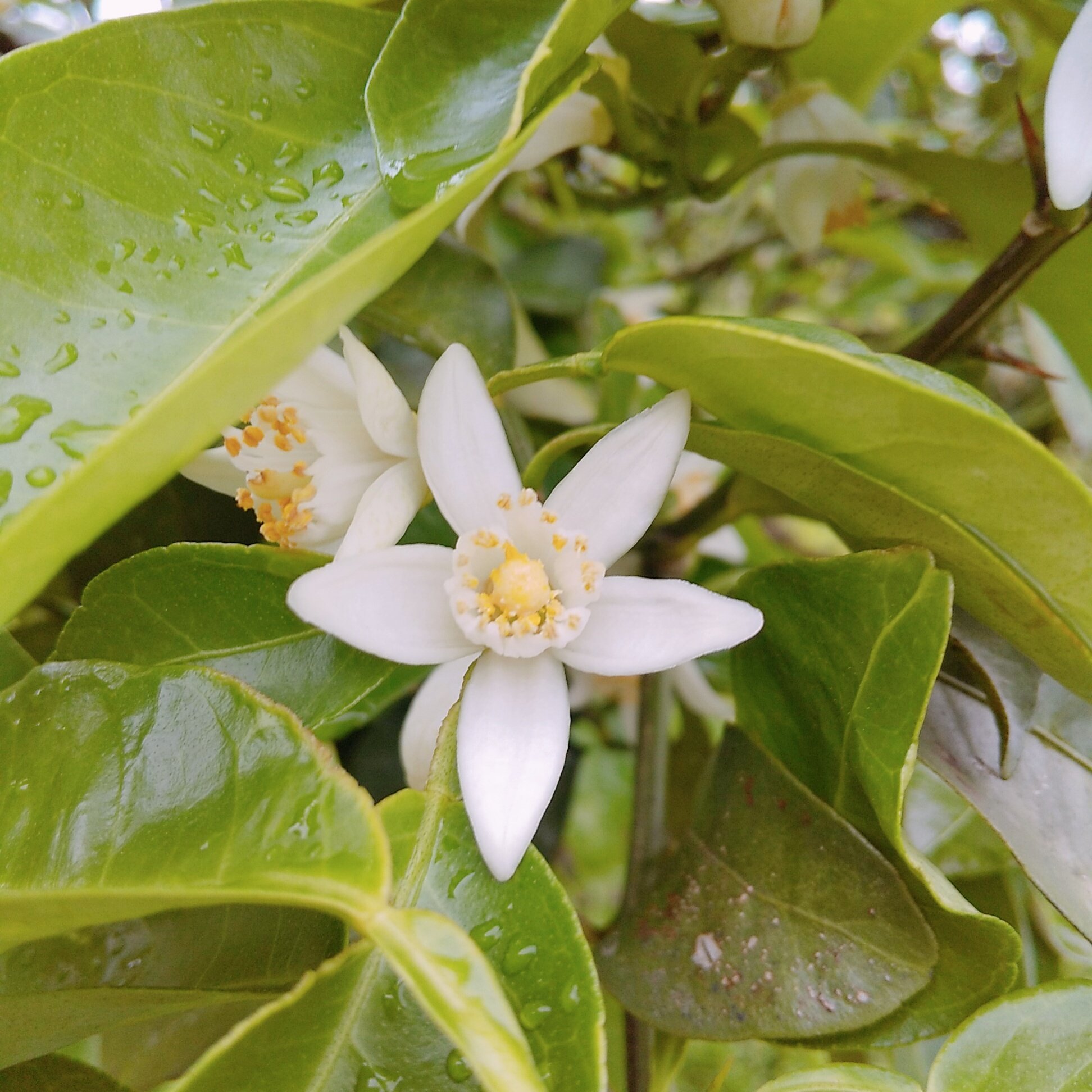 Twitter এ ゆすら 柚子の花 この時点で柚子の香りがする T Co Njkzqbwxtl ট ইট র
