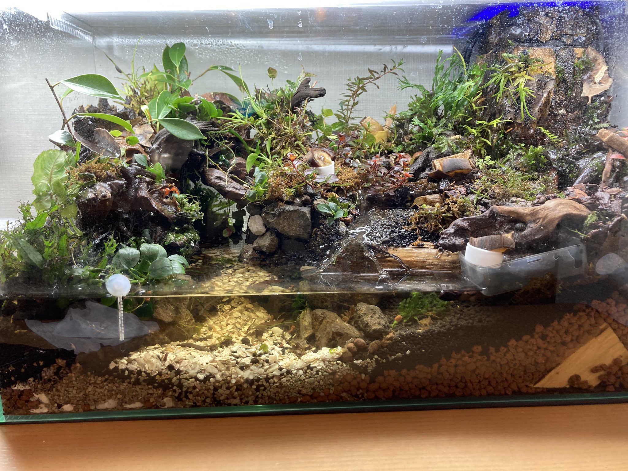 ポンコツ父ちゃん 生き物飼育垢 ダイソーの植物買って植えたりして カニさんも投入しました バンパイアクラブ Vampirecrab Paludarium パルダリウム カニリウム T Co P4w8yjy6uz Twitter