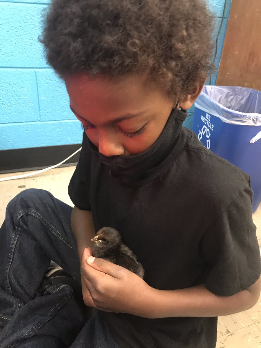 We love our feathered classmates! <a href="/UNCGMSPS/">Moss Street Partnership School</a>