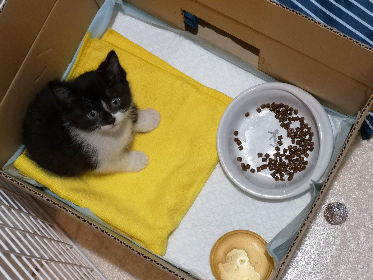 ペット不可 物件の入口に弱った子ネコが どうする 無事飼うことになりました アニメ監督に起きた珍お迎え劇に応援集まる Togetter ペット不可 物件の入口に弱った子ネコが どうする 無事飼うことになりました アニメ監督に起きた珍お迎え劇に応援集まる Togetter