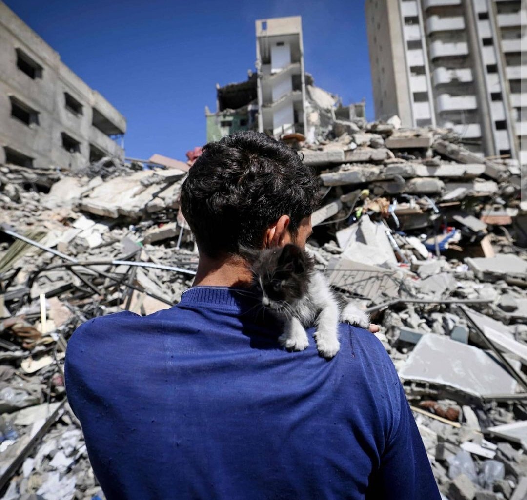 أحمد  شاب فلسطيني يبلغ من العمر 28 عامًا من ذوي الاحتياجات الخاصة يحمل واحدة من عدة قطط قام بانقاذها يعتني بها في شارع جانبي بعد إخلاء منزله في وقت سابق بسبب الغارات الجوية الإسرائيلية على مدينة غزة🇵🇸
#GazaUnderAttackk 
#FreePalestine 
#IsraelTerrorists 
#IsraelStopPlayingVictim