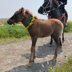 花冠が似合っている仔馬!しかし、隙をついて母馬に食べれてしまった!
