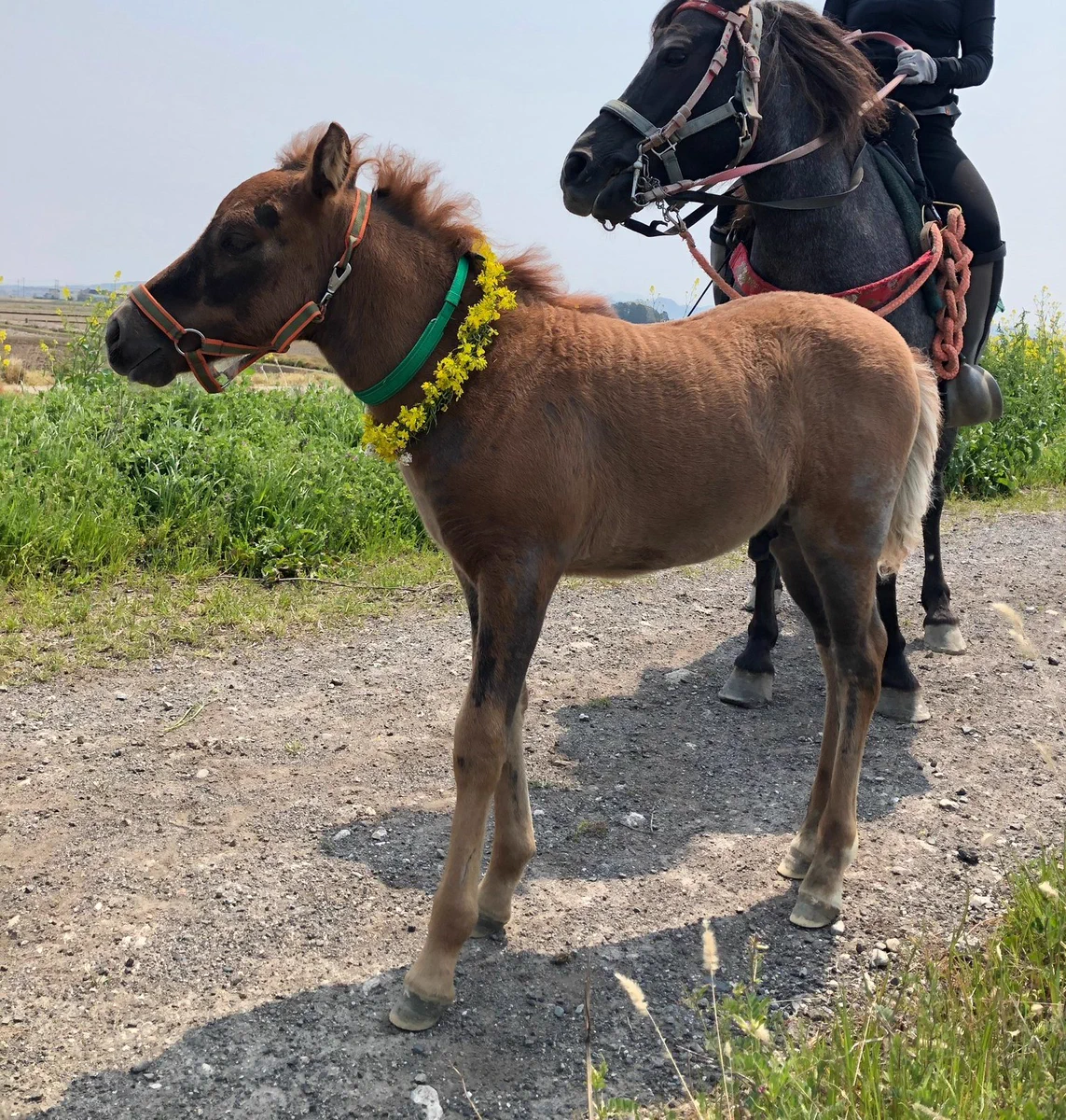 花冠が似合っている仔馬！しかし、隙をついて母馬に食べれてしまったｗｗｗｗ