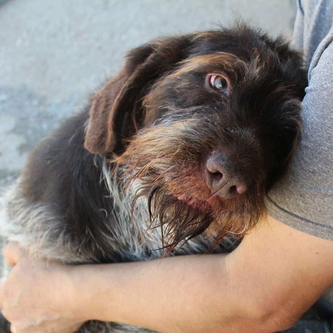 SOS Abuelos tweet media