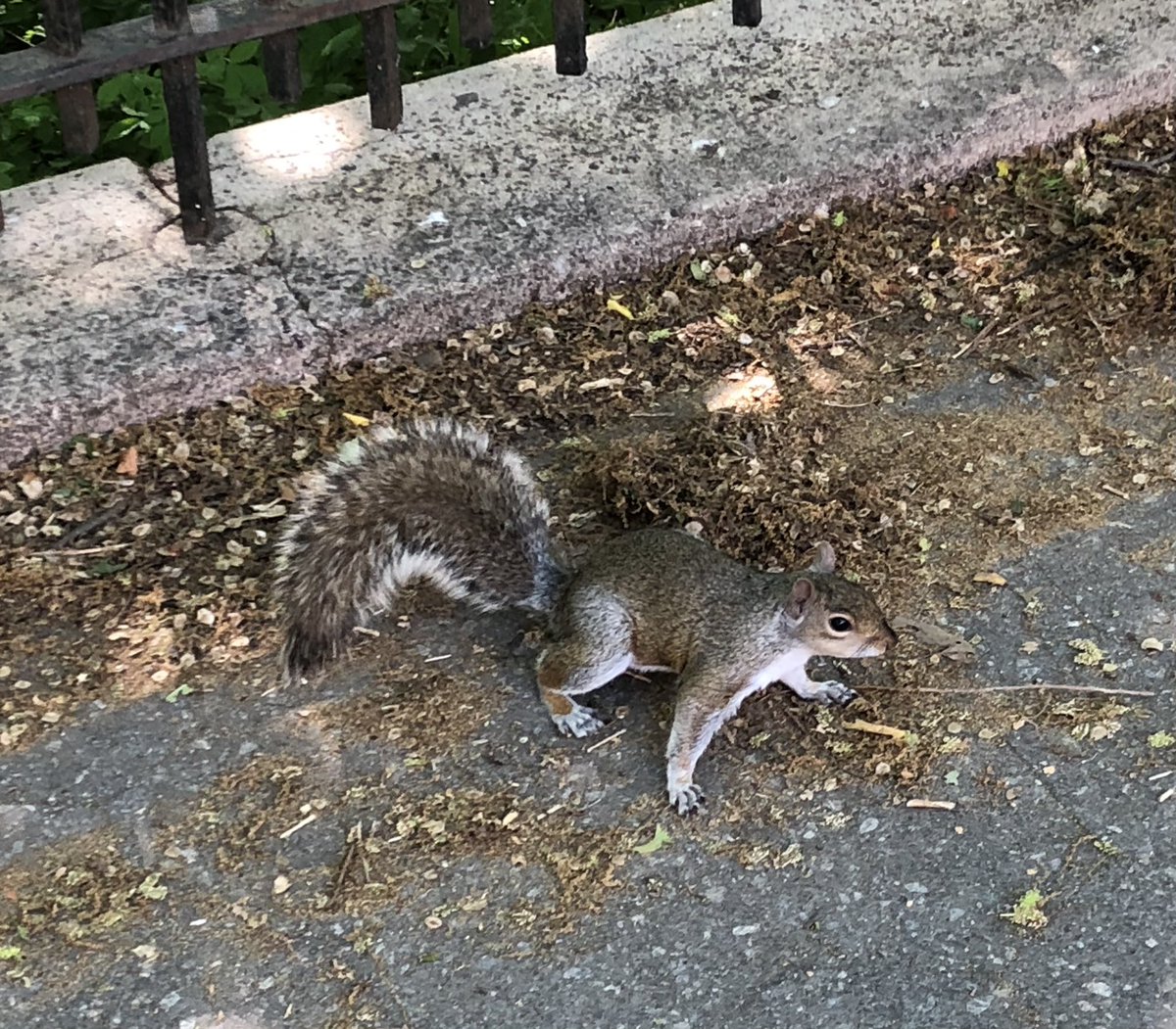 Squirrels just want to have fun...like this one who tried to follow me home. #BrooklynLife