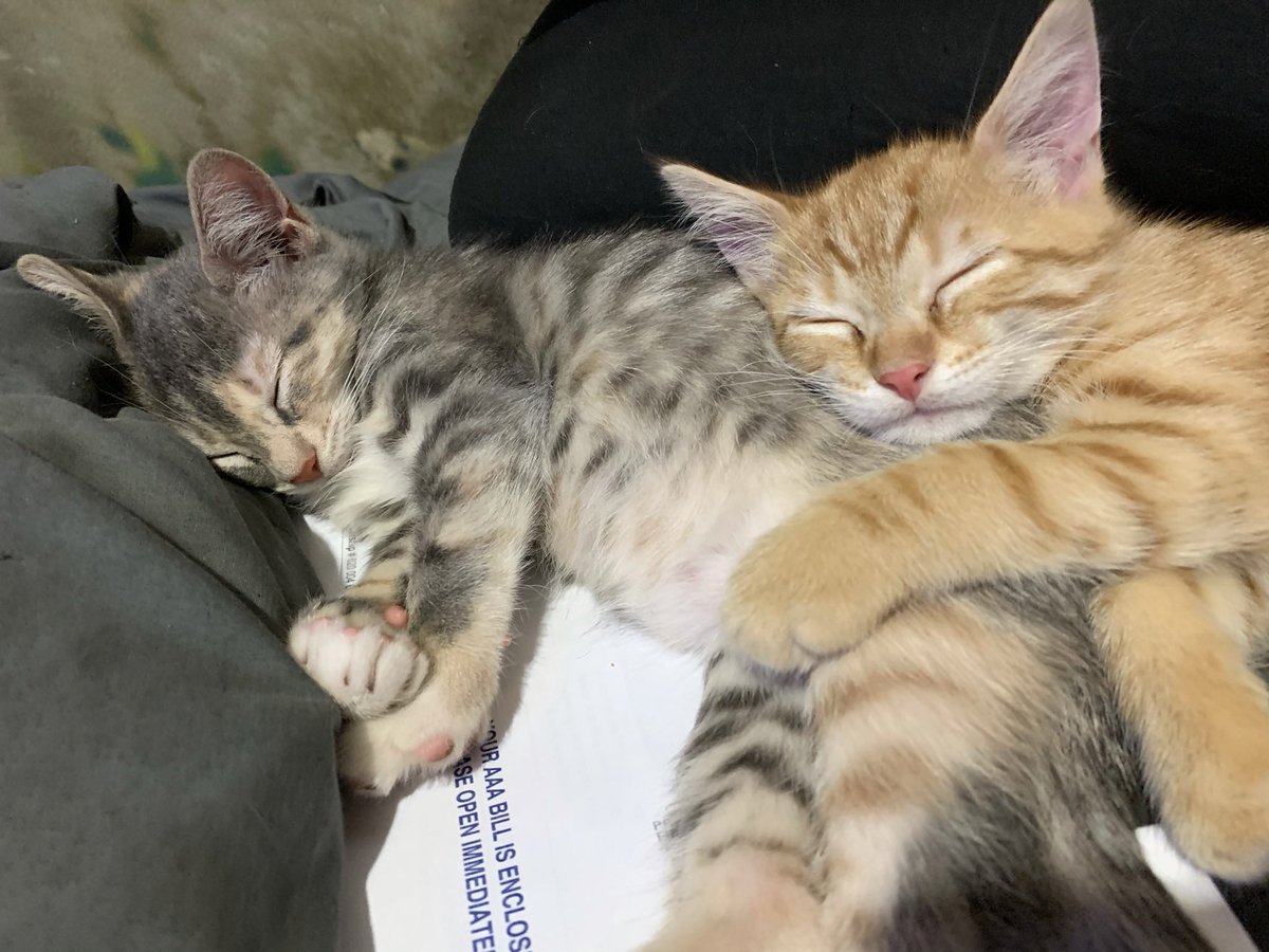 sidekickryan's tweet image. Looking for homes for these cuties! Both female💙💙