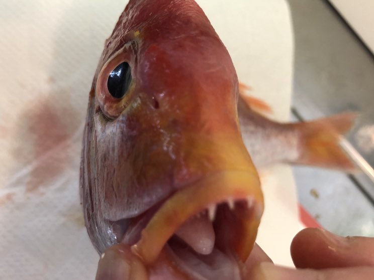 かぼちゃ 今日は水曜で 魚屋さん お休みでしたワ はは