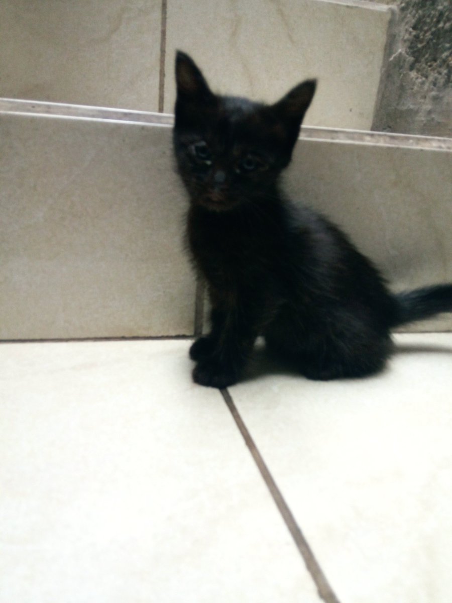 mochfa's tweet photo. @Info_Kucing min barangkali folowersnya ada yg mau adopt kitten2 saya, soalnya udah kebanyakan,bisa langsung dm saya lokasi di stiabudi/ledeng #freeadopt https://t.co/76KwotMkUk