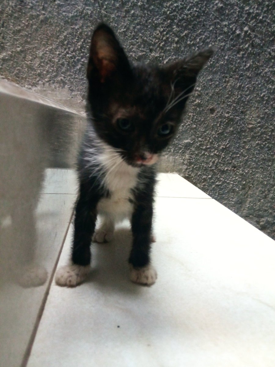 mochfa's tweet photo. @Info_Kucing min barangkali folowersnya ada yg mau adopt kitten2 saya, soalnya udah kebanyakan,bisa langsung dm saya lokasi di stiabudi/ledeng #freeadopt https://t.co/76KwotMkUk