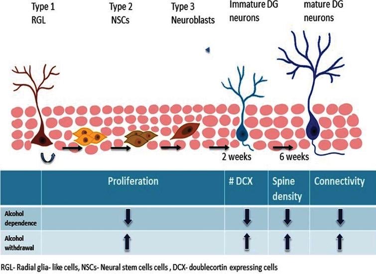 Brain Plasticity (@bpl_journal) on Twitter photo <a href="/SuhLabCCF/">Hoonkyo Suh</a> review titled “Role of Hippocampal Neurogenesis in Alcohol Withdrawal Seizures”: content.iospress.com/articles/brain… #openaccess #review #brainplasticity <a href="/SuhLabCCF/">Hoonkyo Suh</a> review titled “Role of Hippocampal Neurogenesis in Alcohol Withdrawal Seizures”: content.iospress.com/articles/brain… #openaccess #review #brainplasticity