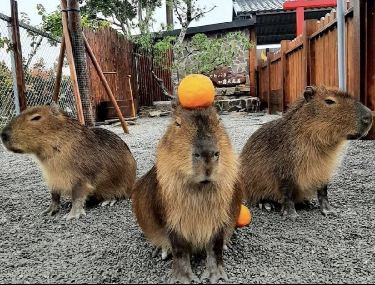 CAPYBARA_MAN's tweet image. 🍊