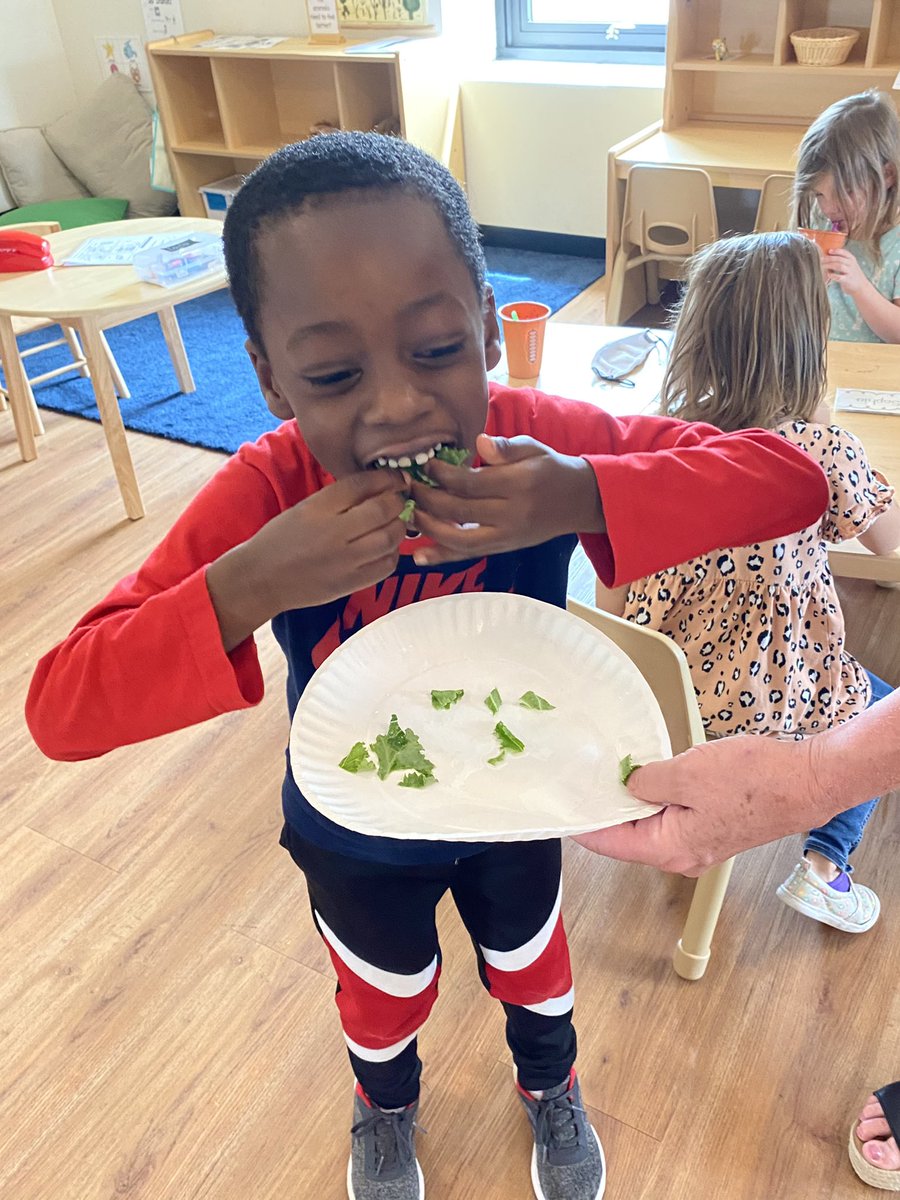 robyn hagerman (@robynhagerman) on Twitter photo Today we harvested some kale from our Fulbright Community Garden and used it to make smoothies. Not only did the kids LoVE the smoothies, they also requested extra kale on the side! Growing vegetables grows vegetable lovers! <a href="/Foundation4SPS/">Foundation for SPS</a> <a href="/MoPrek/">Wonder Years Preschool (SPS)</a> Today we harvested some kale from our Fulbright Community Garden and used it to make smoothies. Not only did the kids LoVE the smoothies, they also requested extra kale on the side! Growing vegetables grows vegetable lovers! <a href="/Foundation4SPS/">Foundation for SPS</a> <a href="/MoPrek/">Wonder Years Preschool (SPS)</a>