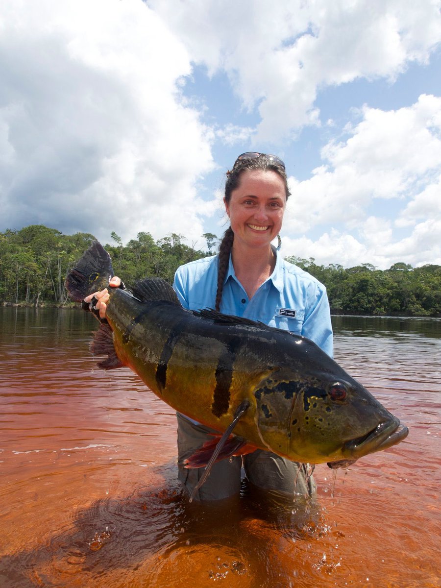 Big body mass on a giant peacock bass!

#flyfishing #flyfish #peacockbassonfly #peacockbass #untamedangling #riomarié #jungleflyfishing