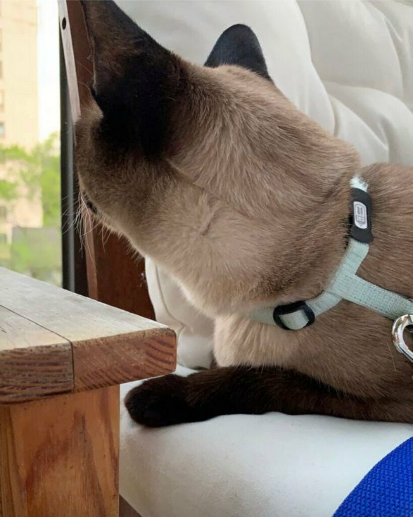 PopokiKitty's tweet photo. Pigeon?! Seagull?! Who cares.... Lunch! 😺

 #cutestcatscommunity #kitty #kittykitty #catlife #siamese #cuteanimals #animallovers #catsofinsta #ilovecats #kittylovers #kittylife #catsonline #siameselife #siamesecats #siamesecatsofinstagram #siamesecat… https://t.co/66zyLIPtzF https://t.co/9n63v7ioTl