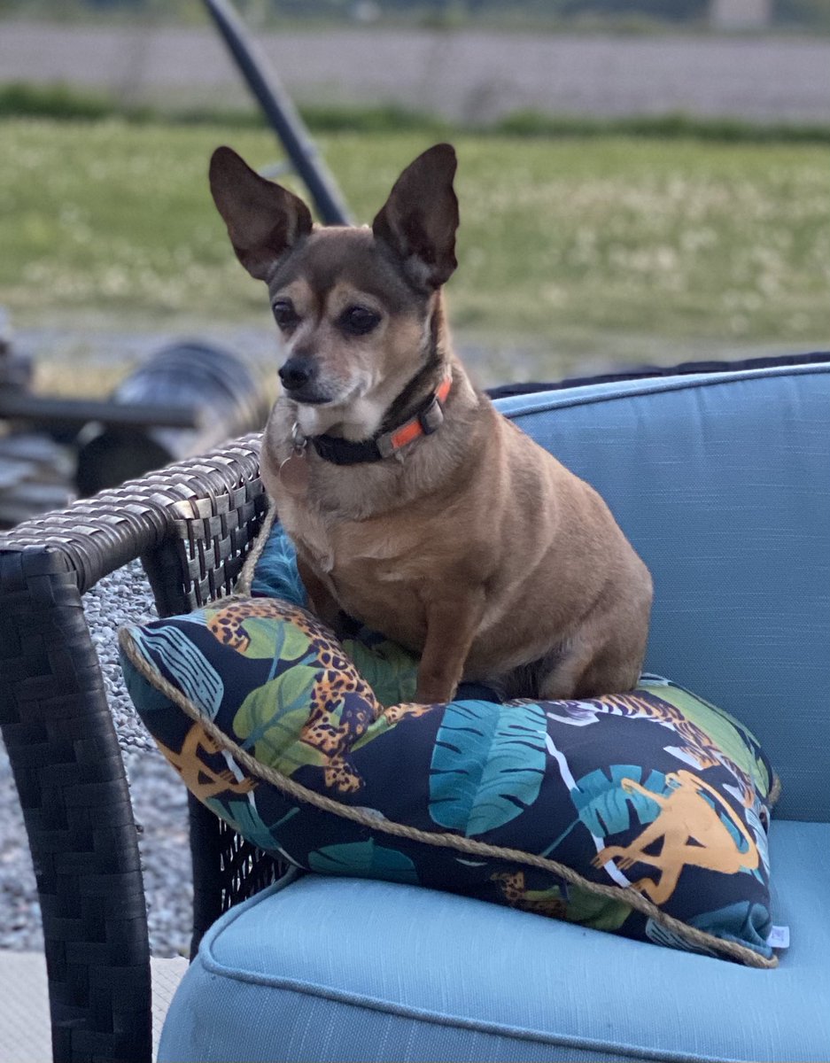 PastIntoNew's tweet image. Oh sweet Miss Olive is showing off her Fire Gear Pet Collar with high vis reflective strip. The vet told us she had gone up a weight group in her tick meds and thought no. Miss may be a little pudgy but I think we all are feeling this way with the latest lock down.