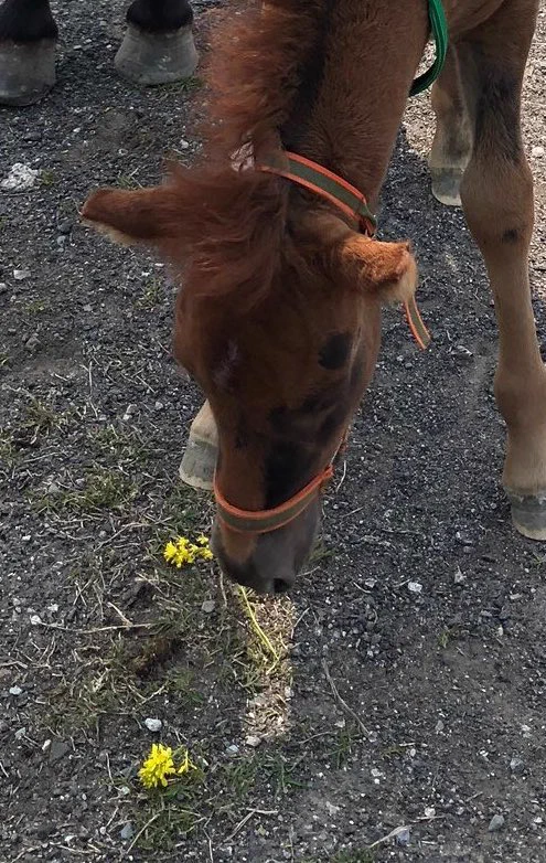 @maricoxxx 落ちた花を仔馬が食べようとしてるのも好き💕 