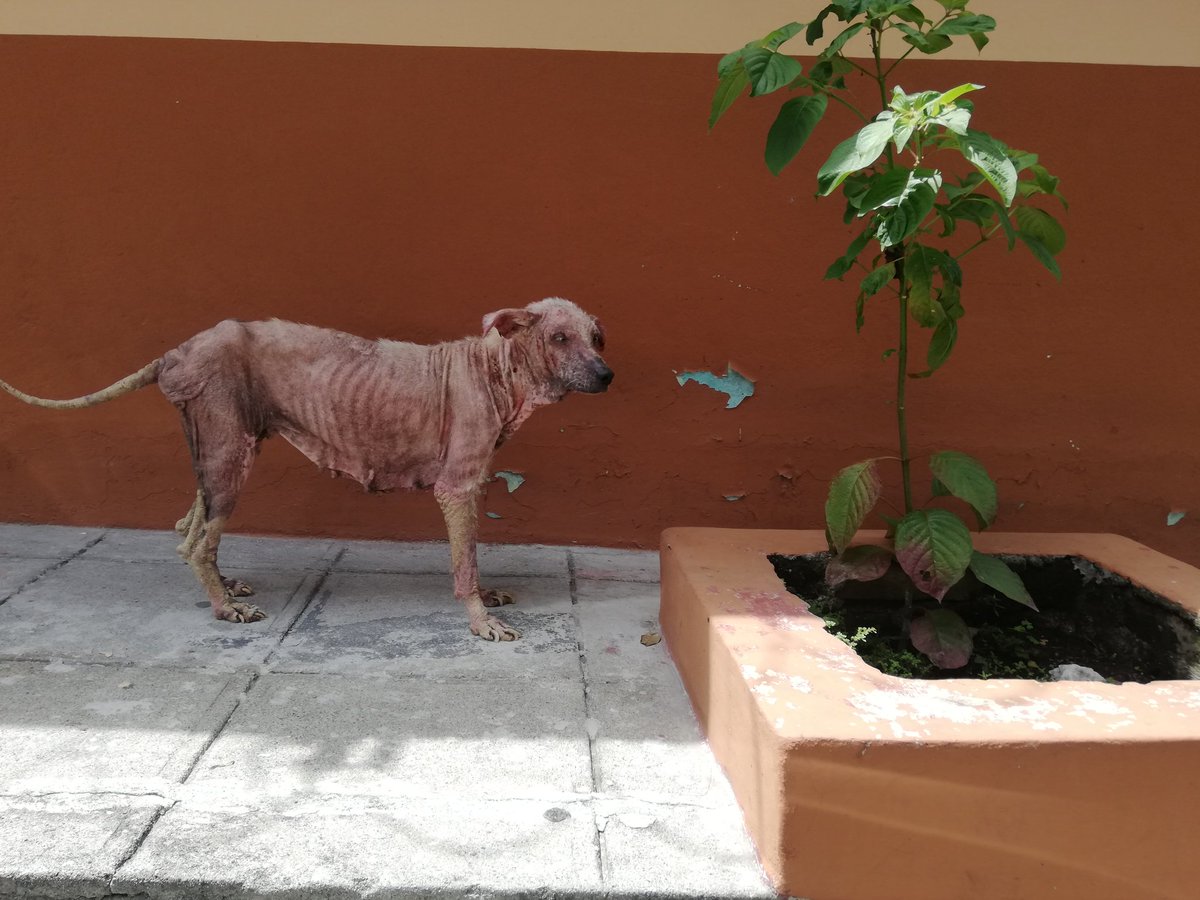 Leunam_Orrvn's tweet photo. @LeyProAnimalESA @CasaRoly @LicdaIvonneHdz @UBAsv @PetzoneSV @unep_espanol Este perrito necesita ayuda de alguna organización que lo pueda curar. Pueden enviarme DM si su voluntad es ayudar https://t.co/qUWuw94APs