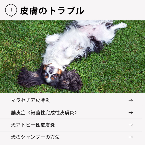 Tweets With Replies By キリカン洋行 公式 Kirikanltd Twitter