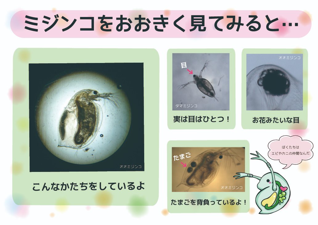 札幌市青少年科学館 札幌市天文台 科学館の生き物たち ミジンコといえば横向きの姿が有名ですね まんまるの目が可愛らしいのですが 正面から見たり拡大して見てみると 想像と違った見た目をしているかもしれません エア科学館 エア札幌市青少年科学 札幌市青少年科学館 札幌市天文台 科学館の生き物たち ミジンコといえば横向きの姿が有名ですね まんまるの目が可愛らしいのですが 正面から見たり拡大して見てみると 想像と違った見た目をしているかもしれません エア科学館 エア札幌市青少年科学