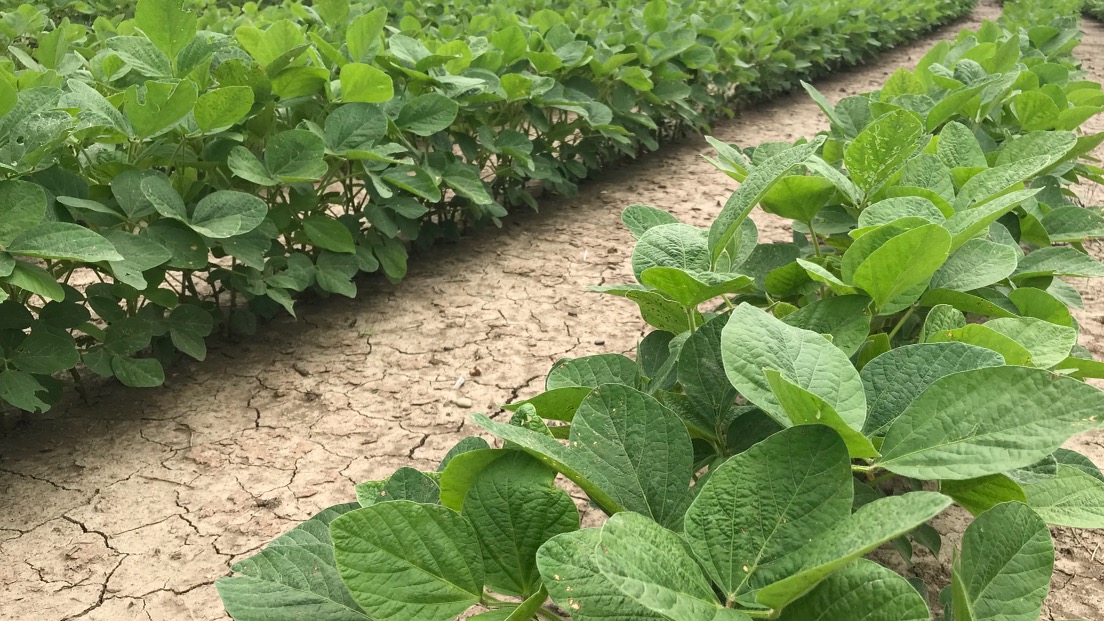 Innvictis's tweet image. Seed SAM, Bruce is out looking at some pretty A4950X soybeans in central Louisiana this evening.  Roll that beautiful bean footage!

#soybeans #simplot #soy #beans #innvictisseed #innvictisseedsolutions #innvictis #seedqualitymatters #seedquality