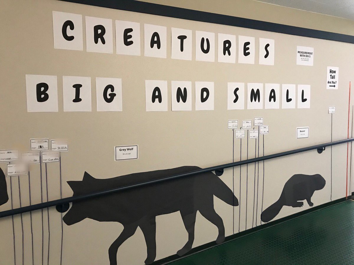 morganmonkman's tweet photo. Today’s project: an interactive “height” display to showcase student’s learning about measurement. Complete with life size animals from the local environment #practicum #bced #grade1 @UVicTeacherEd @UVicEducation https://t.co/vzc6MTSOJx