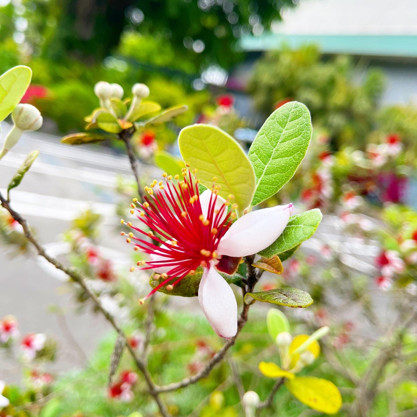 奄美の里 奄美の里本館の前にある花壇にフェイジョアが花を咲かせていました エキゾチックな花 姿がとても印象的ですね また ふっくらとした触り心地の花びらも甘い味がするそうで 食べられる花エディブルフラワーとしても楽しめるそうです 奄美の里に