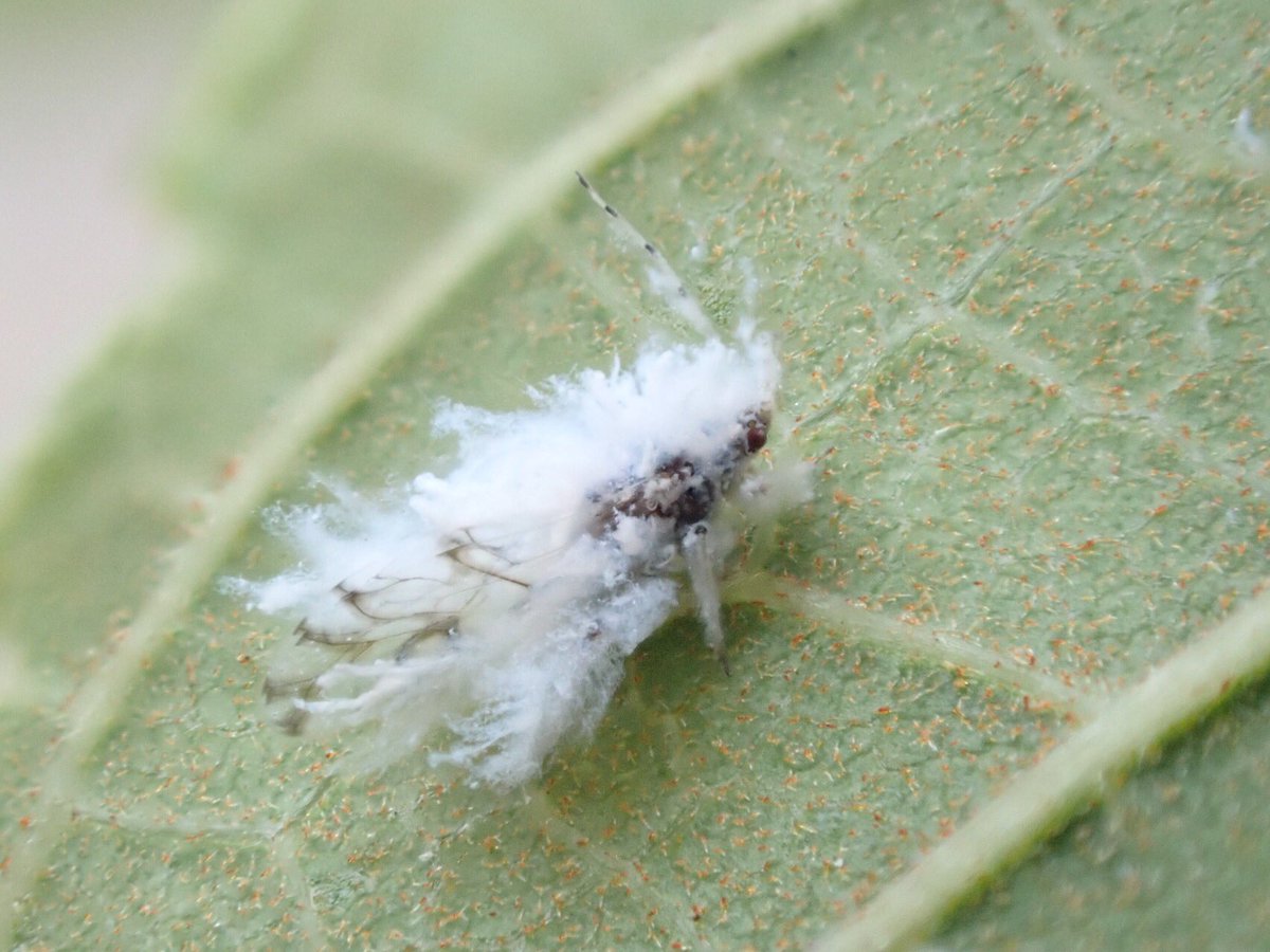 Chinesehackberry Chinesehackberry