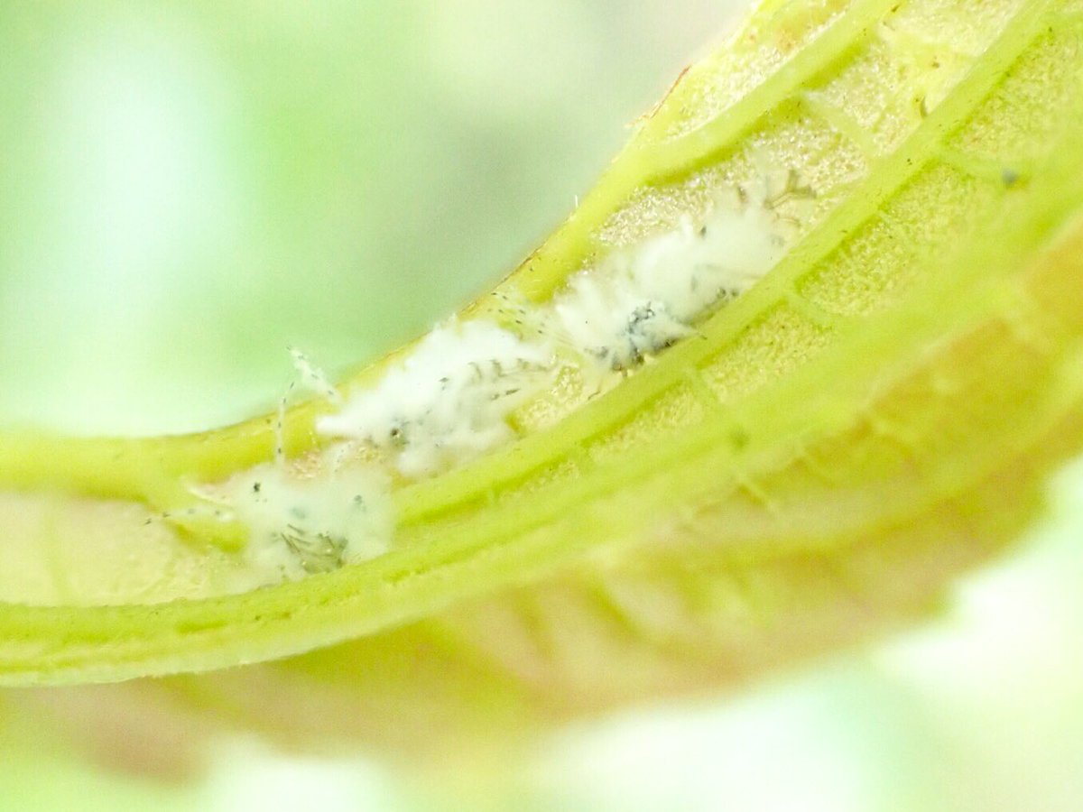 Chinesehackberry Chinesehackberry