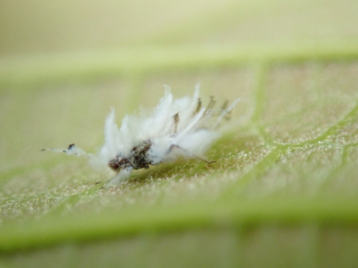 Chinesehackberry Chinesehackberry