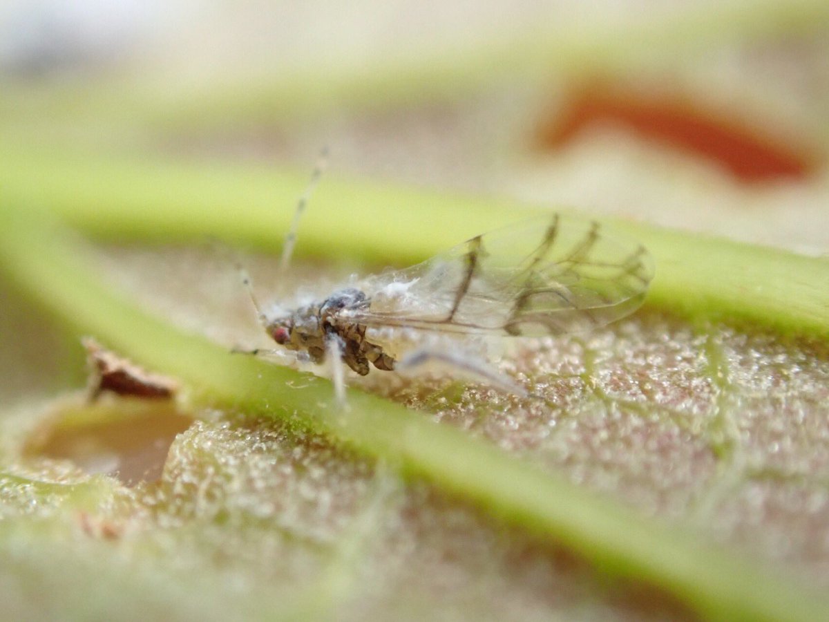 Chinesehackberry Chinesehackberry