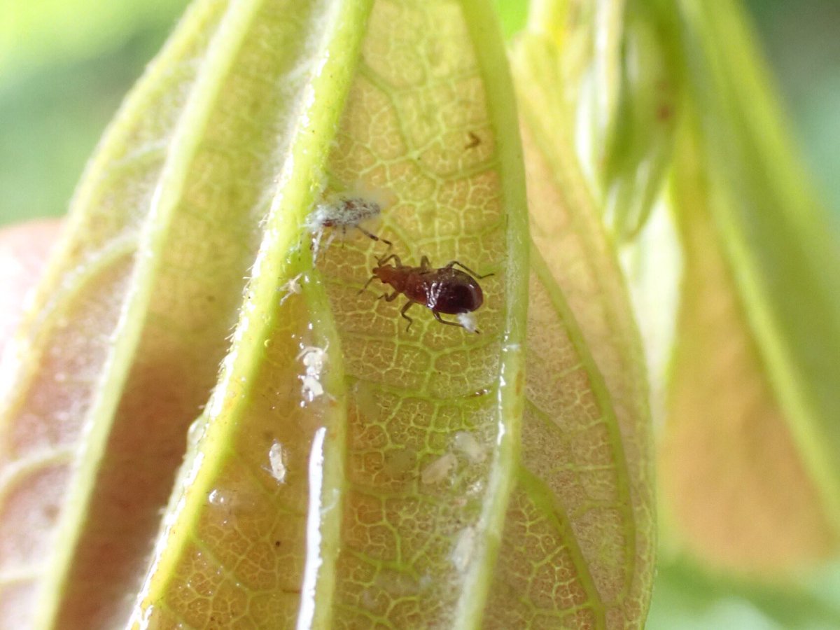 Chinesehackberry Chinesehackberry