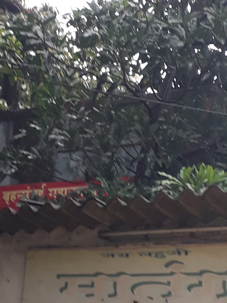 RupaliAwale's tweet photo. घाटकोपर पूर्व येथील रमाबाई आंबेडकर नगरा मध्ये घरांवर झाडं पडले आहे. N विभाग महानगर पालिकेला कळून सुद्धा लक्ष देत नाही.
@mybmc
@mybmc https://t.co/WCmXE7kJHi