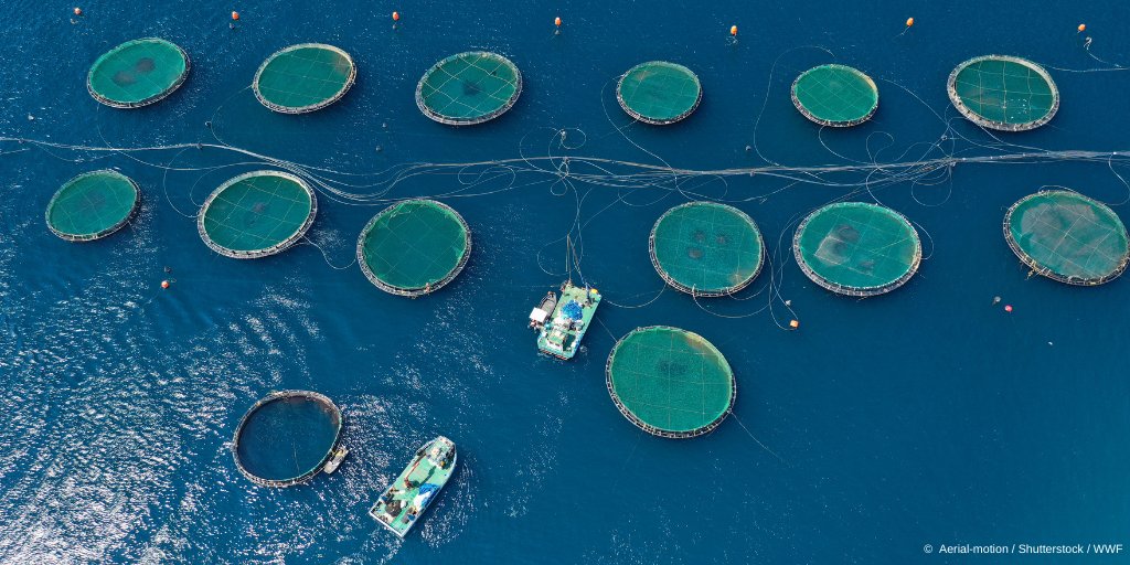 WWFEU's tweet photo. Turkey is one of the world’s leading producers of farmed sea bass and sea bream. Together, the EU & UK are the leading importers of these fish.
What does this #SupplyChain look like? How can it be more sustainable? New @WWF report dives in: https://t.co/n3J1g0Rm8C
#FishForwardEU https://t.co/ObwofRar1A