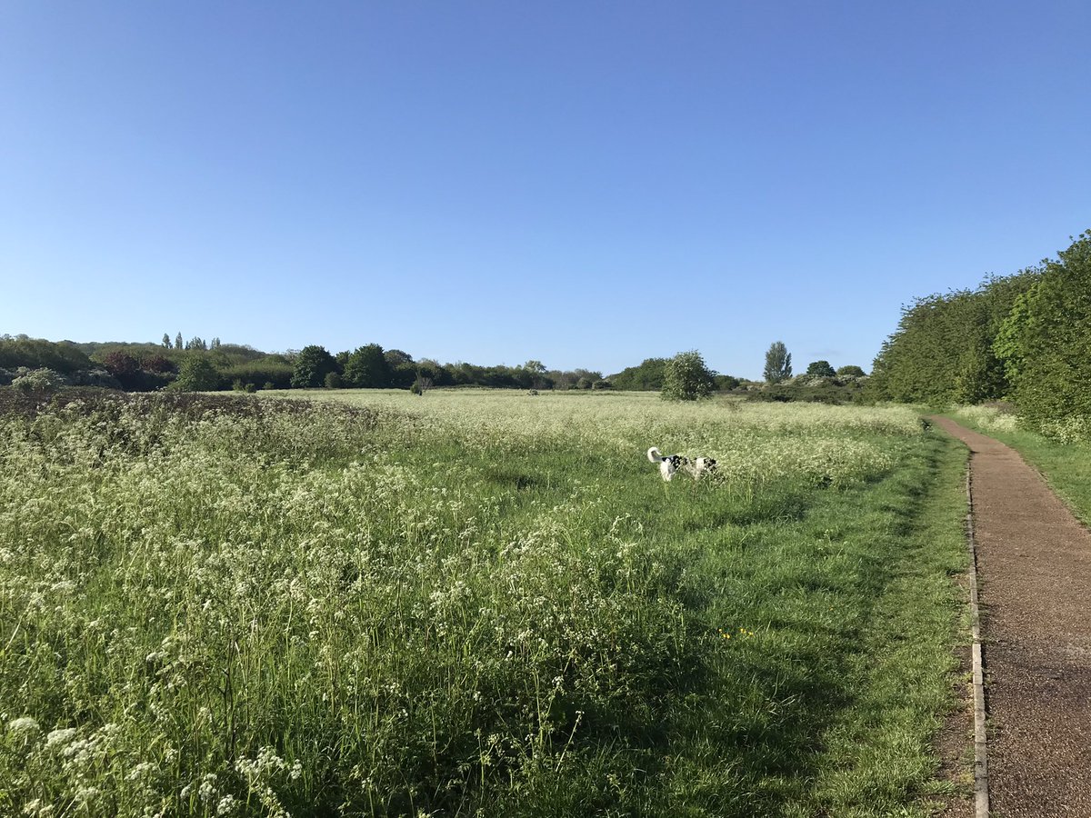 ChewDid's tweet photo. Frolicking amongst the cow parsley https://t.co/EGZboUTaoo
