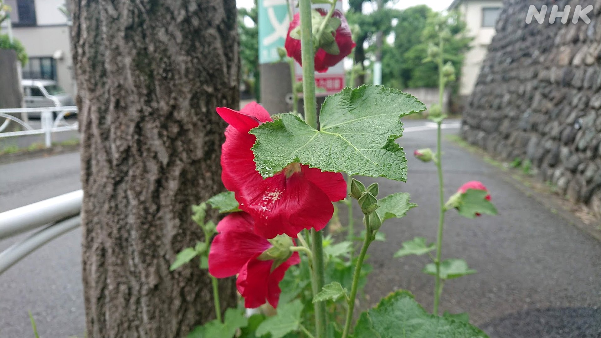 マチルダ 粘着するから それを鼻につけて遊ぶのよ 鶏のとさかみたいだから コケコッコー花って言われてる 北海道だけか Twitter